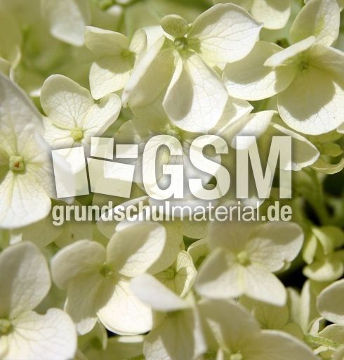 Schneeball-2.jpg